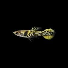 Swimming Creatures 6 Assorted Male Fancy Guppy Live Tropical Freshwater Aquarium Fish