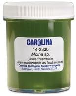 Carolina Moina Culture – Live Daphnid for Aquatic Studies & Fish Feeding | Ideal for Freshwater Larval Fish | Perfect for Classroom & Research Use