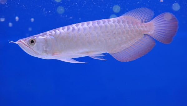 High Protein Floating Sticks for Arowana, Oscars, Koi & All Pond Fish, Aquatic Turtles, All Tropical Fish, APX Size 3/16" x 3/8" …6oz Small Jar
