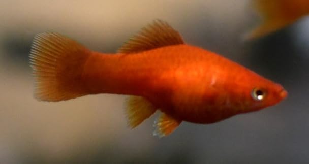 3 Pack - Large Red Swordtails Live Freshwater Aquarium Fish