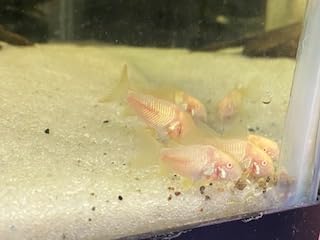 Super Catfish & Bottom Feeder Mix with Soft BITS #7 A154 (Variety, 1 LB.)