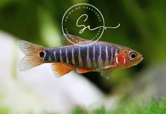 Swimming Creatures School of 6 Emerald Rasbora Freshwater Aquarium Fish Live Arrival Guarantee