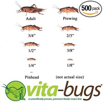 Timberline Vita-Bugs 3/8" Live Crickets, Count of 500, 500 CT