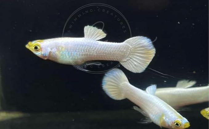 Swimming Creatures™ Tropical Live Guppy Freshwater Aquarium Fish (5 Platinum White Male Guppy)