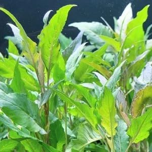 Live Blue Hygrophila Aquarium Plant, Fresh Water Tropical Fish Tank Plants