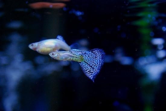 Swimming Creatures™ Tropical Live Guppy Freshwater Aquarium Fish (5 Assorted Cobra Guppy)