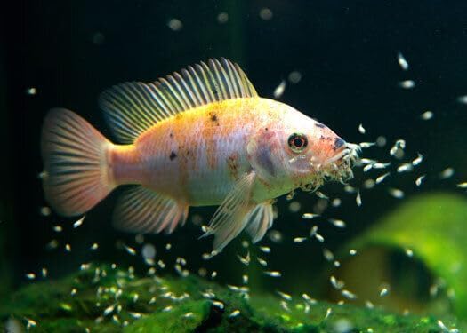 Golden Pearls 5-50 Microns for Tropical Fish Fry and Babies, Corals, Anemones, Reef Tanks…2oz Squeeze Bottle