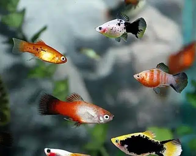Swimming Creatures™ Tropical Live Guppy/Platy Livebearers Freshwater Aquarium Fish (6 Assorted Color Platy)