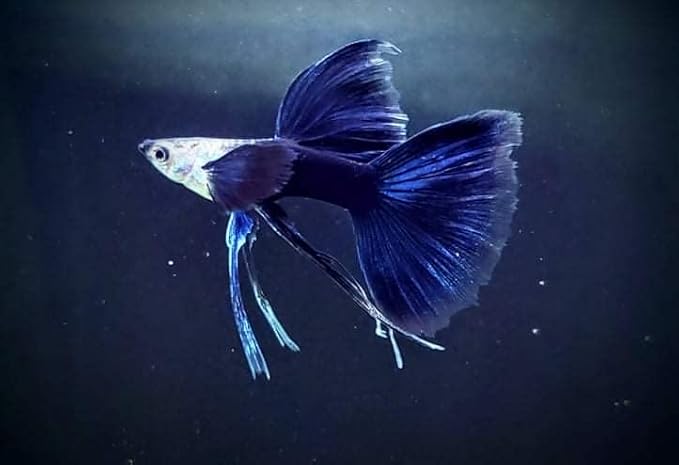 D&A Tropical Half Black Blue Ribbons Fin C Guppies - Live Freshwater Trio (1 Male, 2 Female) for Aquarium