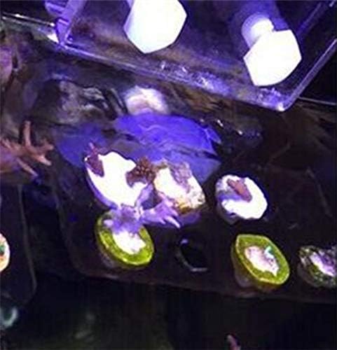 Reef Fish Tank Coral Frag Plugs Kits Bracket Racks 3 Sizes for Marine Aquarium (Acrylic Coral Flag Rack - 8 Holes)