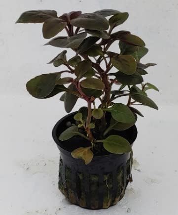 Cardinal Dwarf (Lobelia Cardinalis) Potted Live Freshwater Aquatic Plant