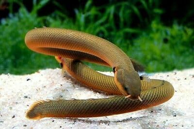 Rope Fish 8–10” – Live Freshwater Aquarium Fish – Unique Long-Bodied Species with Snake-Like Appearance – Peaceful and Hardy Oddball for Community and Planted Tanks