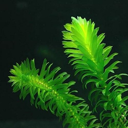 NEW Anacharis Egeria Elodea Densa Beginner Tropical Live Aquarium Plants Java Moss