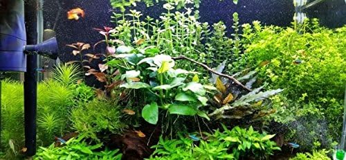 Anubias Barteri Large | Broad Leaf Live Aquarium Plant for Freshwater Fish Tank