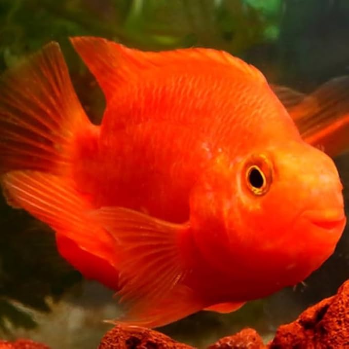 Blood Parrot Cichlid 2-2.5 Inch Live Aquarium Fish. Active, Colorful, and Ideal for Community Aquariums. Easy to Care for, These Freshwater Fish Thrive alongside Other Species.