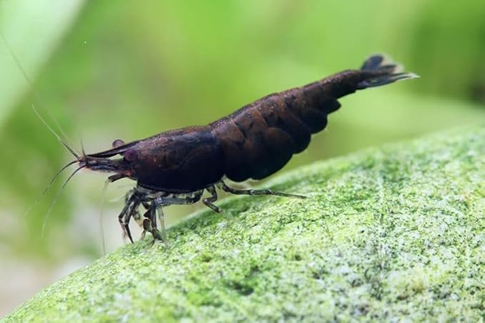 ShrimpRack™ 10 Black Rose High Grade Shrimps Neocaridina Live Freshwater Shrimp Aquarium Inverts. Breeding Age. Live Arrival Guarantee.