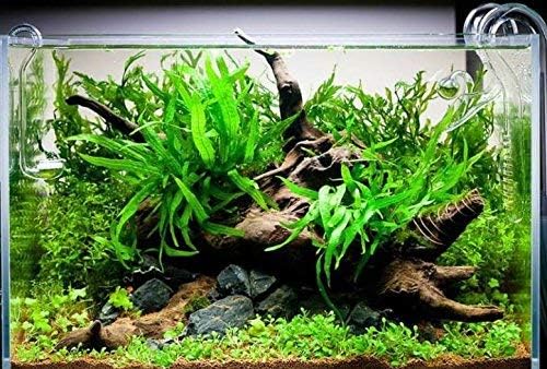 Java Fern on Driftwood Live Aquarium Plants for Freshwater Fish Tank Water Plants Decorations
