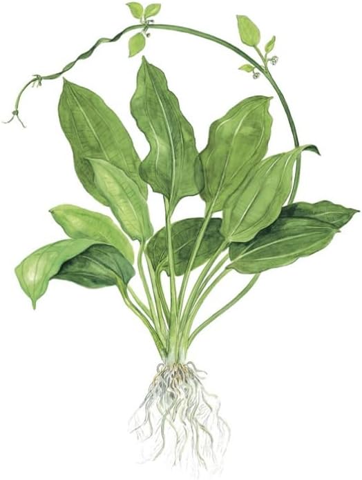 3 X Amazon Sword Bare Root | Echinodorus grisebachii 'Bleherae' + 1 Bonus Plant (Tropical Live Aquarium Plants) 2-Day Arrival