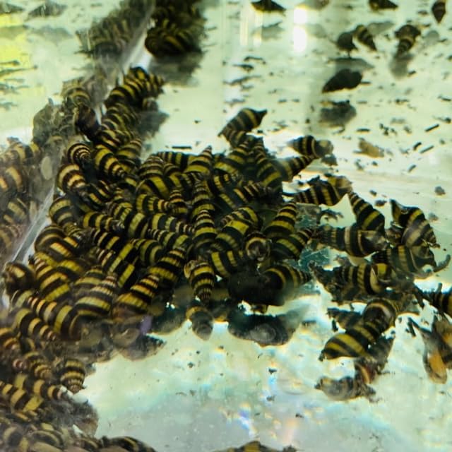 Assassin Snails - 10 pack