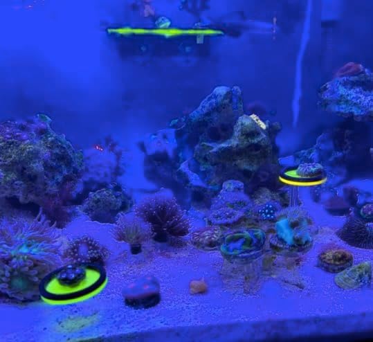 Live Coral Reef frag Rack,frag Plugs Holder for Coral,Fluorescent Acrylic Coral frag Bracket,This Set Contains 8 columnar Acrylic Holders and 8 White Premium Ceramic Bases