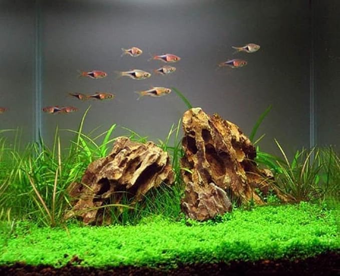 AWXZOM Natural Dragon Rock Carefully Selected Mixed Sizes, Decorative Aquarium Rocks, Aquarium Stones for Fish Tank (4.4lb)