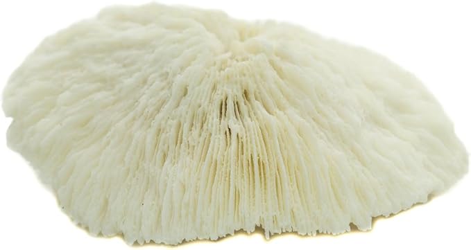Mushroom Sea Coral | White Real Mushroom Coral 3”-4” (1 Piece) | Aquarium Ornament for Decoration | Plus Free Nautical eBook by Joseph Rains