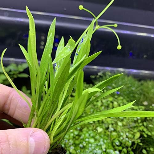 Generic Chain Sword Narrow-Leaf (Echinodorus tennelus) -BUY3GET1FREE-Live Aquarium Plant