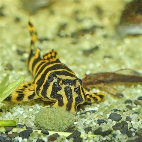 4-Type Ultra Mix of 12mm - 1/2'' Wafers, Spirulina-Algae 6-Type Worm 10-Type Shrimp Wafer, Intense Color Enhancing Wafers. Plecos, Shrimp, Snails, All Tropical Fish..10-lbs