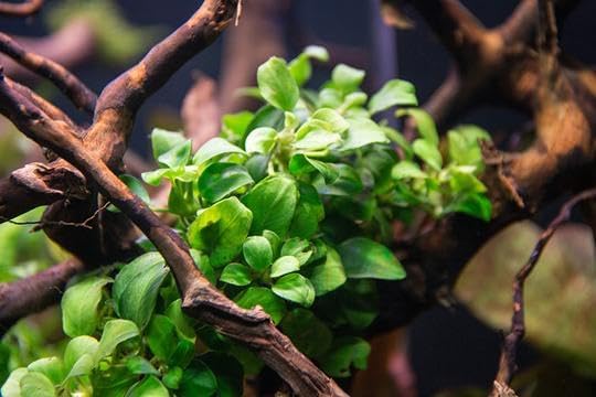 Marcus Fish Tanks - Anubias Nana Petite Anubias Plant Live Aquarium Plants Aquatic Plant Buy 2 Get 1