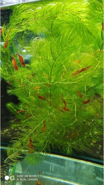 Swimming Creatures™ Live Aquarium Plants (1 X-Large Bunch Hornwort)