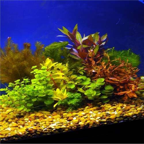 Live Aquarium Plants Essential Bundle 4 Pack for Up to 30 Gallon Tanks, Assorted Freshwater Plants