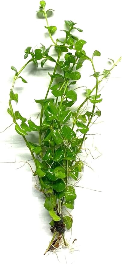 Marcus Fish Tanks Golden Lloydiella Creeping Jenny Lysimachia nummularia Aurea Live Aquarium Plants Buy 2 Get 1