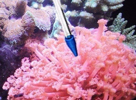 Coral Feeder SPS HPS Feeder, Long and Short Version for Marine Fish and Reef Coral Aquarium (CFT-3 and CFT-4)
