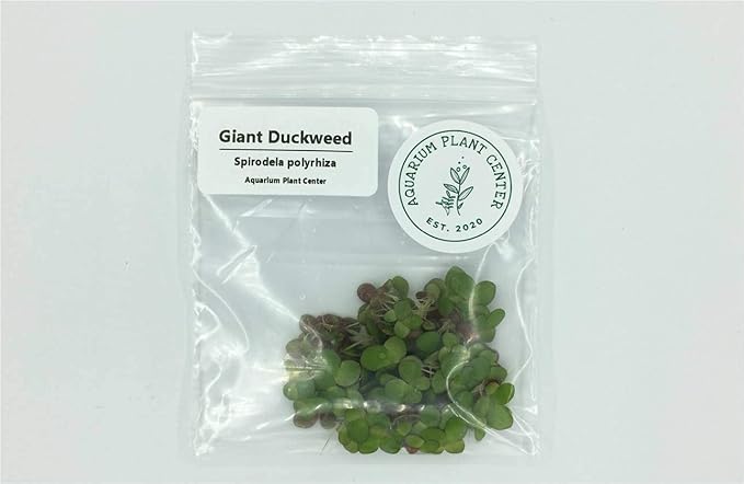 Giant Duckweed, Spirodela polyrhiza, Live Aquarium/Aquatic/Freshwater/Floating/Pond Plant, Planted Tank, Aquascaping by Aquarium Plant Center (120 Plants)