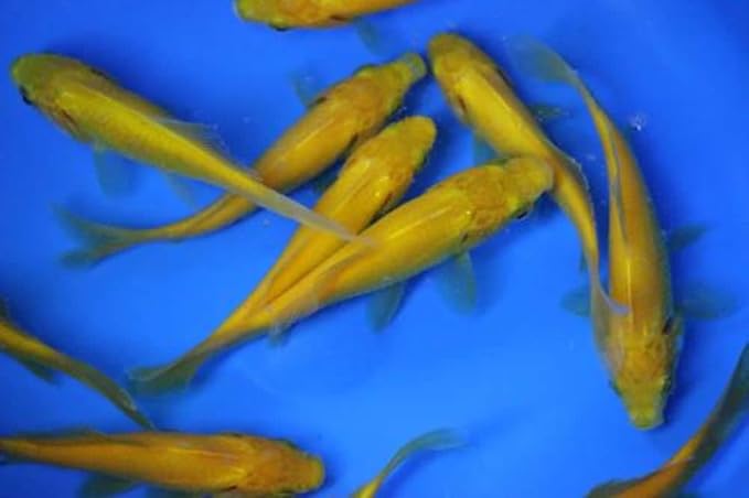 6 Pack Mixed Live 3-4 inch sarasa, shubunkin, Apricot Comet Goldfish for Aquarium Fish Tank or koi Pond