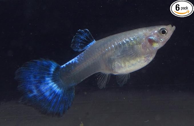 6 Pack - Large Blue Nebula Female Guppy Live Freshwater Aquarium Fish