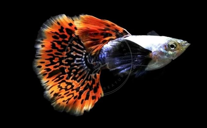 Swimming Creatures™ Tropical Live Guppy Freshwater Aquarium Fish (5 Dumbo Ear Male Guppy)