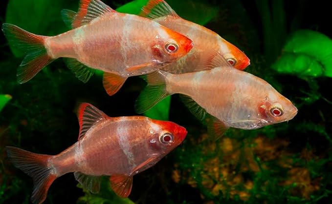 Albino Tiger Barb (Pack of 6) Live Fish for Aquarium. (Puntigrus tetrazona) Active, Colorful, and Ideal for Community Aquariums. Easy to Care for, These Fish Freshwater Live Alongside Other Species.
