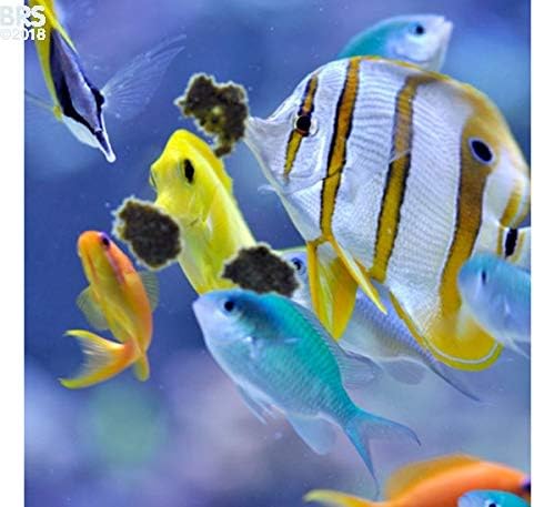 Easy Reefs Masstick Marine Fish Food (42 gm)