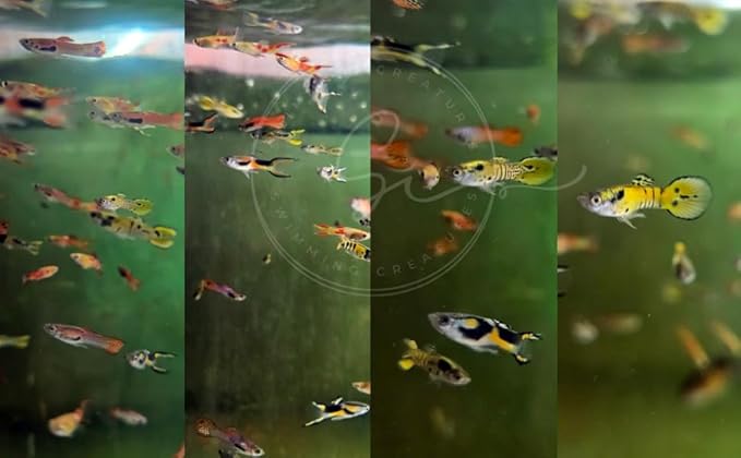 Swimming Creatures™ Tropical Live Guppy Freshwater Aquarium Fish (6 Assorted Color Endler)