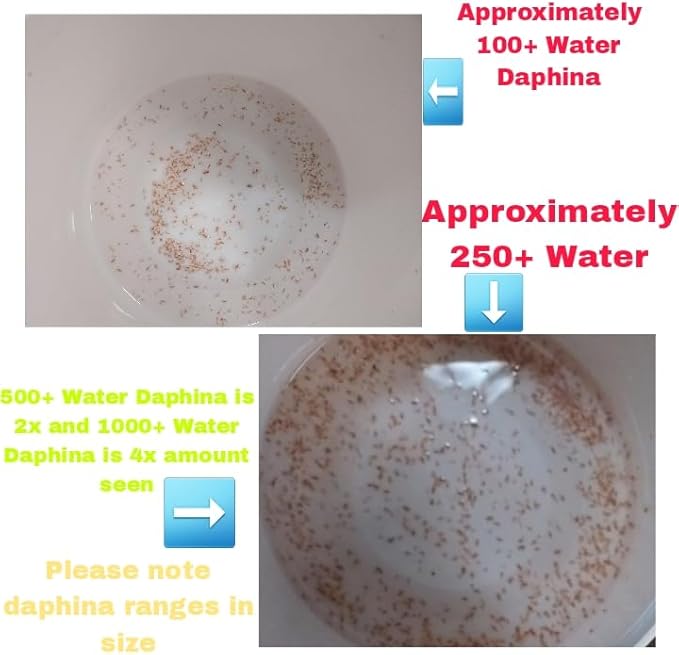 100+ Freshwater Water Daphnia-Great feeders for Freshwater Life and Axolots, Please See Our Seller Page for Our Shipping info and Refund Policy