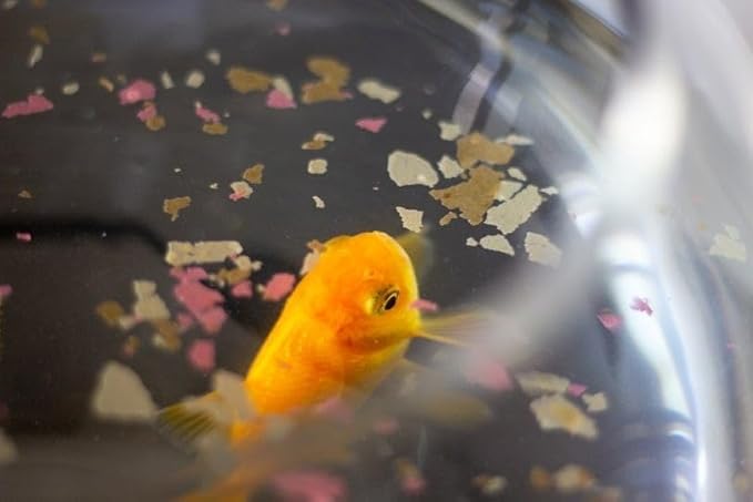 Goldfish Flakes, 42% Protein Color Enhancing and Spirulina Flakes for Aquarium & Pond Goldfish, Koi and All Pond Fish...WL 1-lb 2oz Lg Jar