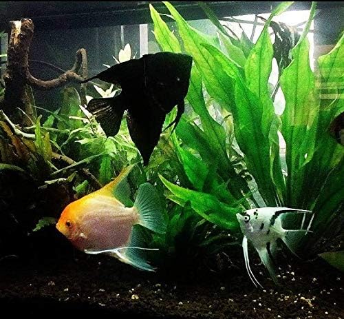 Mainam Echinodorus Amazonicus Amazon Sword Plant Bundle Tall Live Aquarium Plants Freshwater Background Fish Tank Decorations