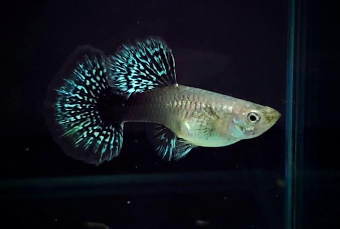 D&A Tropical Live Fish - Blue/Green Dragon Indo Mosaic Guppy, Male & Female Live Fish for Aquarium, Freshwater (1 Male)