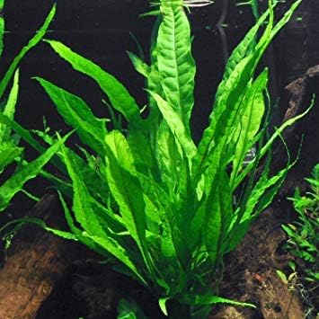 Potted Live Aquarium Plants Bundle - Easy and Snail Free Aquatic Plants (3 Pots)