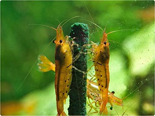 GlasGarten Shrimp Lollies - 4in1 Power Shrimp Food