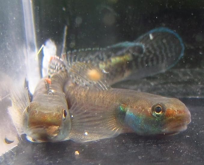 3 Pack - Male Neon Blue Stiphodon Goby Live Freshwater Aquarium Fish