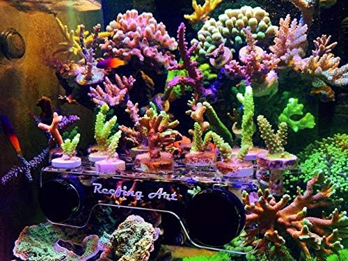 Magnetic Coral Frag Rack Strongest N52 Magnets Holds Up to 41 Plugs (Medium Max)