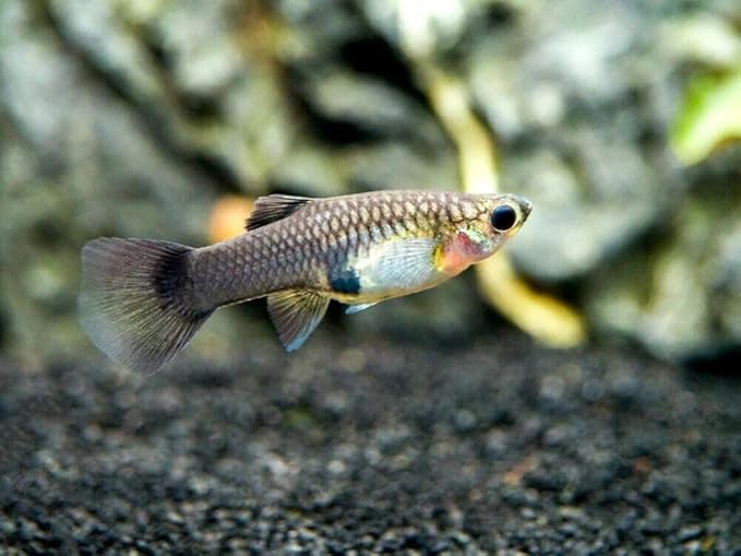 1 Duo Blue Moscow Live Guppy Fish VIP Grade A