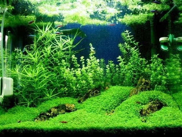Foreground Potted Live Aquarium Plants | Freshwater Aquatic Plants for Aquariums (Potted Dwarf Baby Tears, 3 Pack)